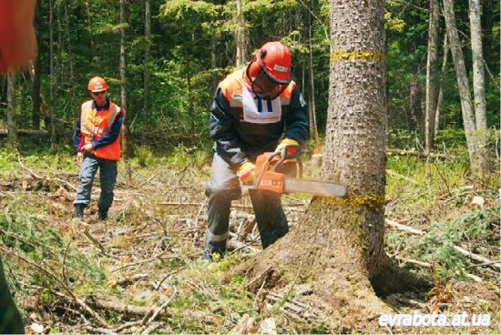 Требуется работник в Польшу по вырубке деревьев, уборка территории