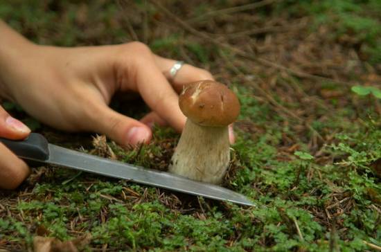 На сбор грибов в Польшу требуются девушки