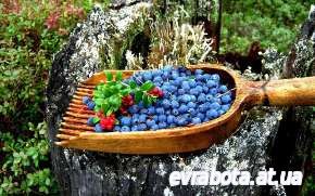 Сельхоз работы Финляндия сбор ягод оформление 300 евро