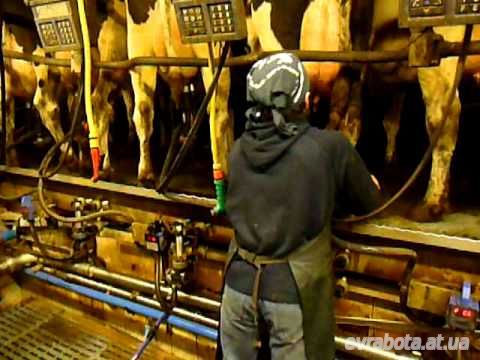 Требуются рабочие на молочную ферму в Дании